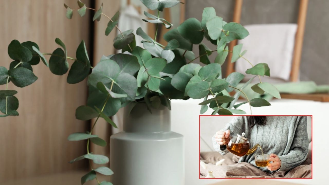 Imagen de ¿Sabías qué es el eucalipto y sus propiedades medicinales?