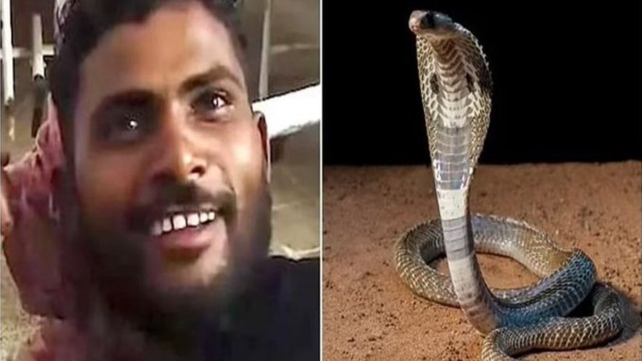 Imagen de Serpiente muere por la mordedura de un hombre