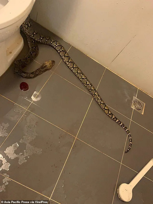 Hombre mordido genitales serpiente