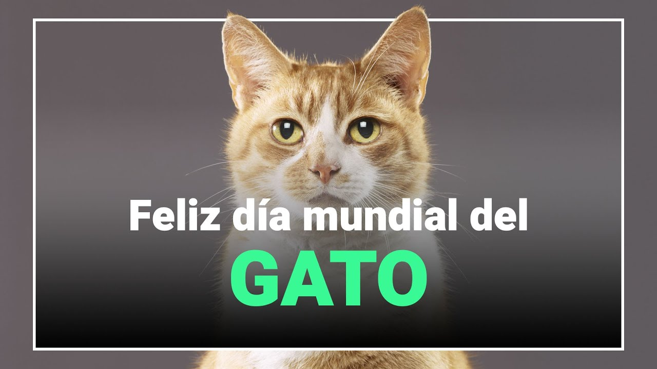 Imagen de Feliz día del gato: imágenes para imprimir y colorear
