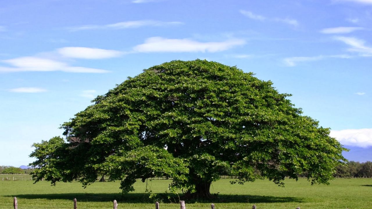 Árbol Madroño Foto: Internet