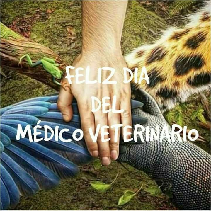 Foto de una ala de pájaro, trompa de elefante y pata de rana junto a la mano de un humano, representando apoyo.