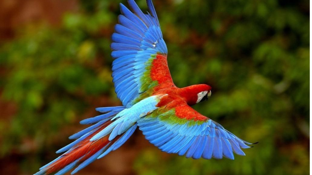 La Guara Roja es una de las aves más coloridas que existen y es el mayor símbolo de la riquez de Honduras.