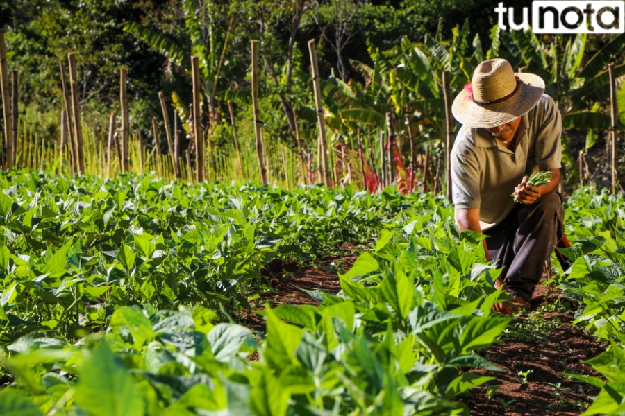 Imagen de FAO expone los desafíos para agricultores hondureños en crisis alimentaria