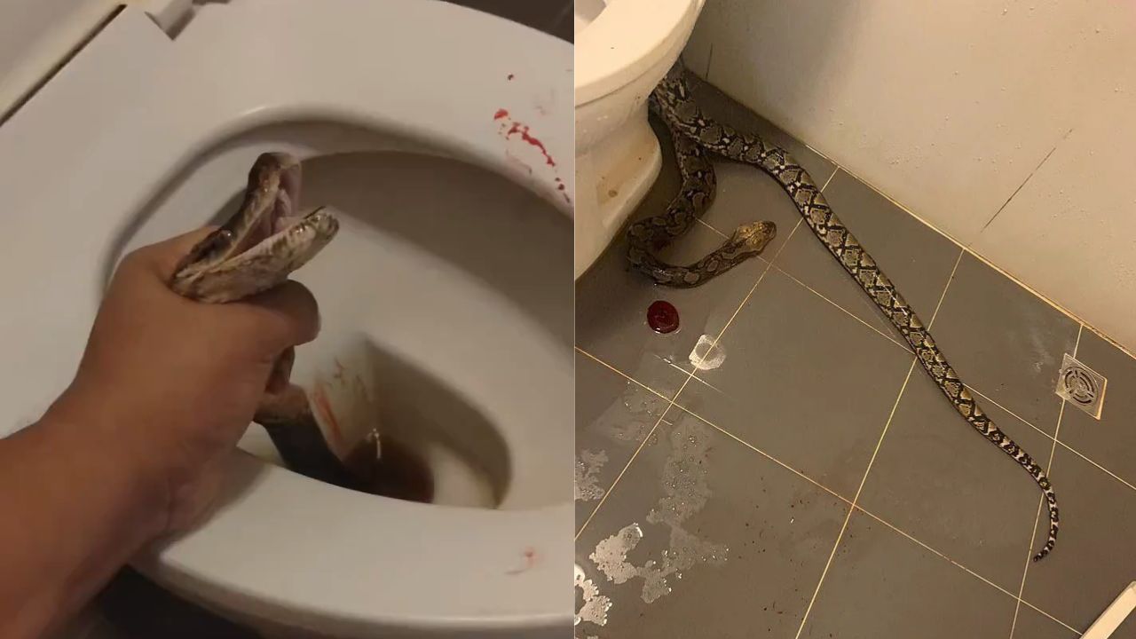 Imagen de Hombre es mordido en sus genitales por una serpiente; estaba en el baño