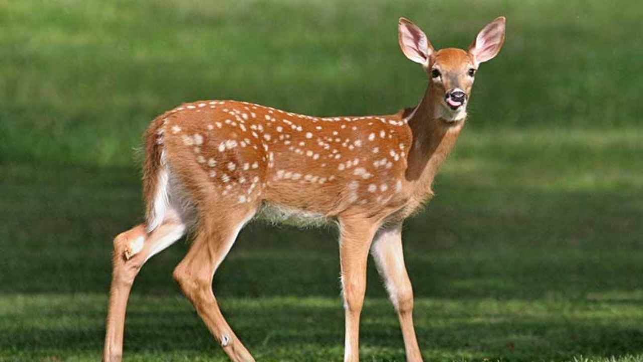 Venado cola blanca, simbolo menor nacional de Honduras.