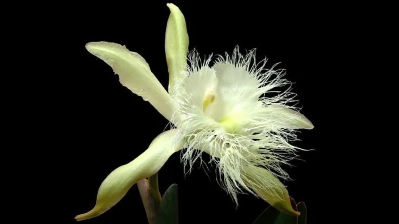 Orquídea Brassavola blanca, símbolo menor nacional de Honduras.