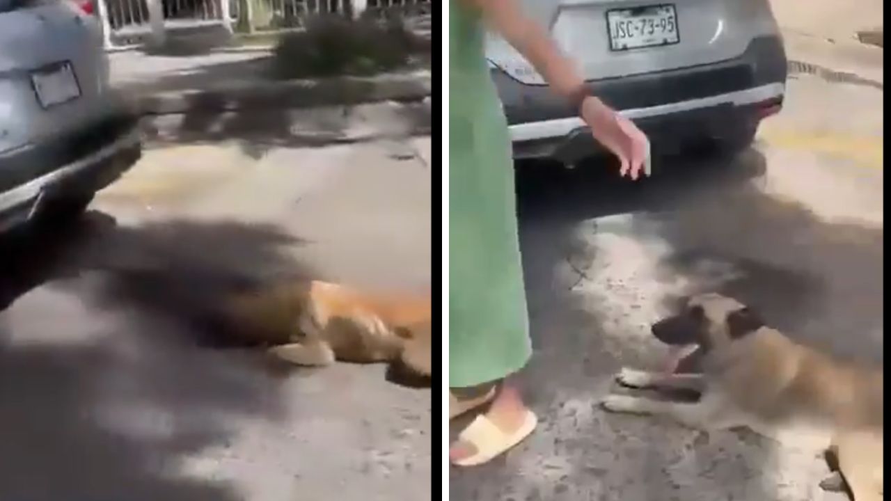 Mujer llevaba a perrito amarrado a su carro; terminó con las patitas heridas Imagen de Mujer llevaba a perrito amarrado a su carro; terminó con las patitas heridas