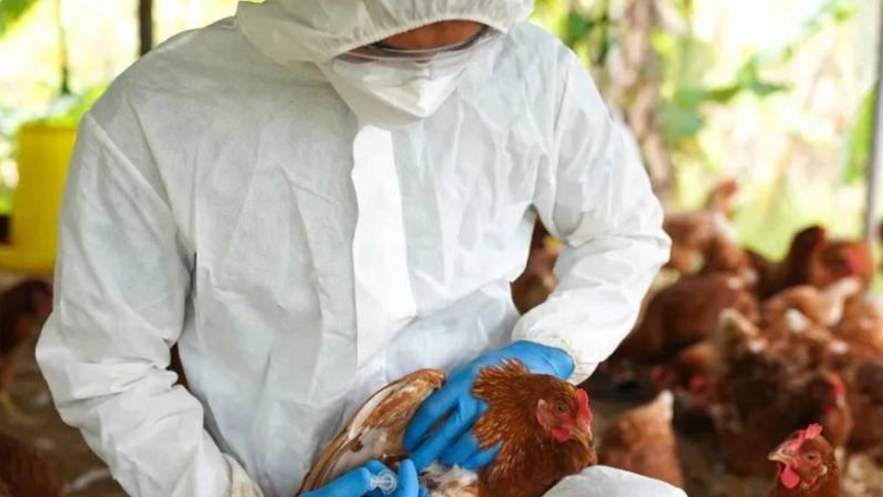 EE. UU. reporta primer caso de gripe aviar sin contacto conocido con animales Imagen de EE. UU. reporta primer caso de gripe aviar sin contacto conocido con animales