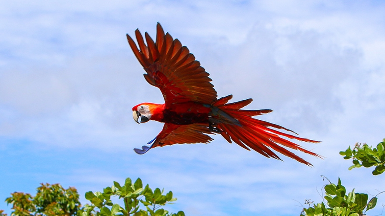La guacamaya es de plumaje rojo, blanco, azul y negro.