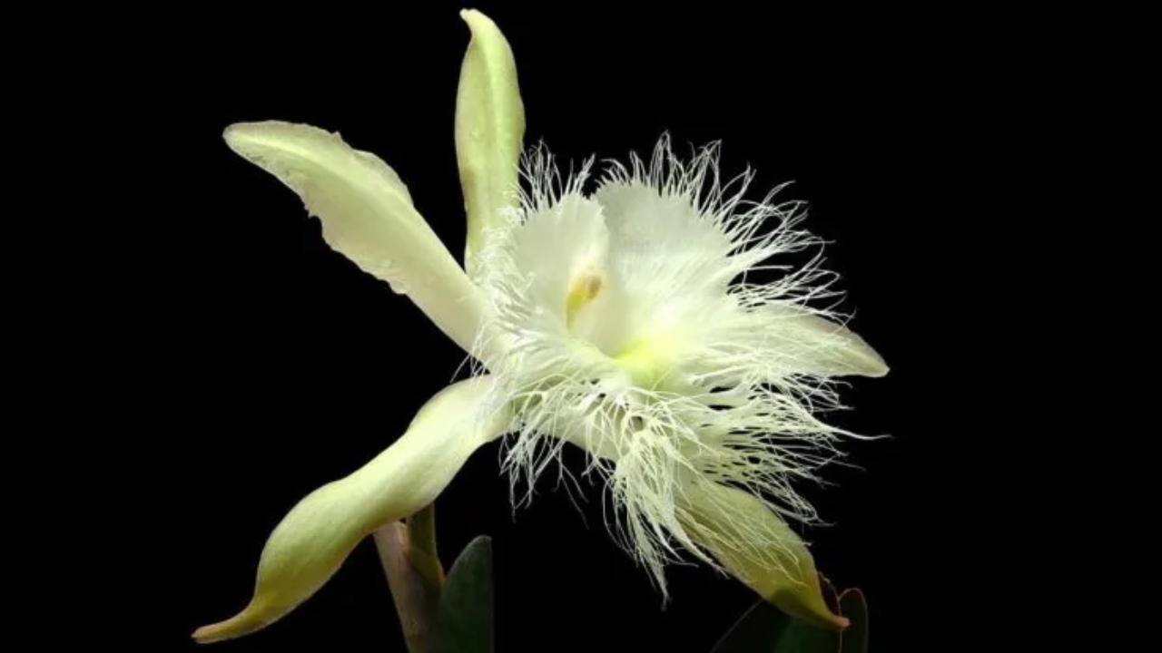La orquídea es una flore color amarillo pálido. 