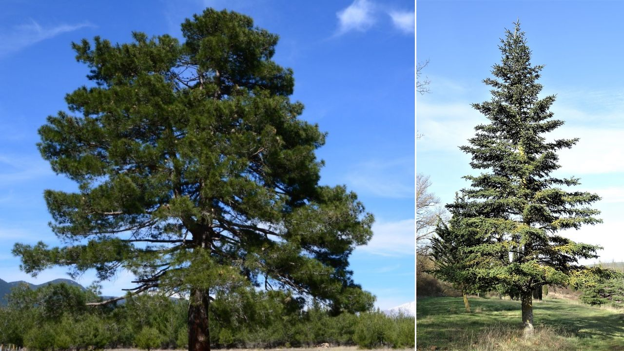 Dos pinos grandes color verde y café su tallo.
