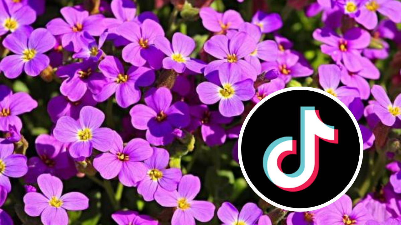 ¿Por qué se regalan flores moradas el 9 de octubre según TikTok? conoce su significado aquí Imagen de ¿Por qué se regalan flores moradas el 9 de octubre según TikTok? conoce su significado aquí