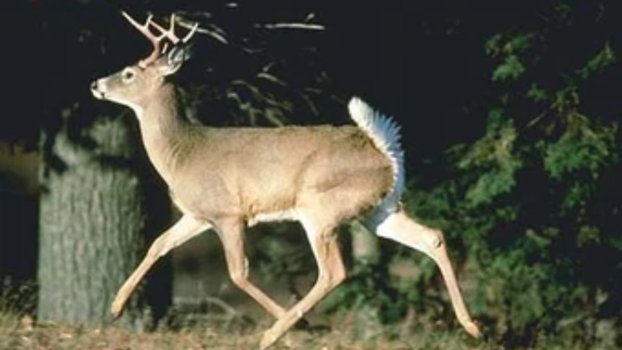 El venado cola blanca es un mamífero color café claro, con una corta cola blanca.