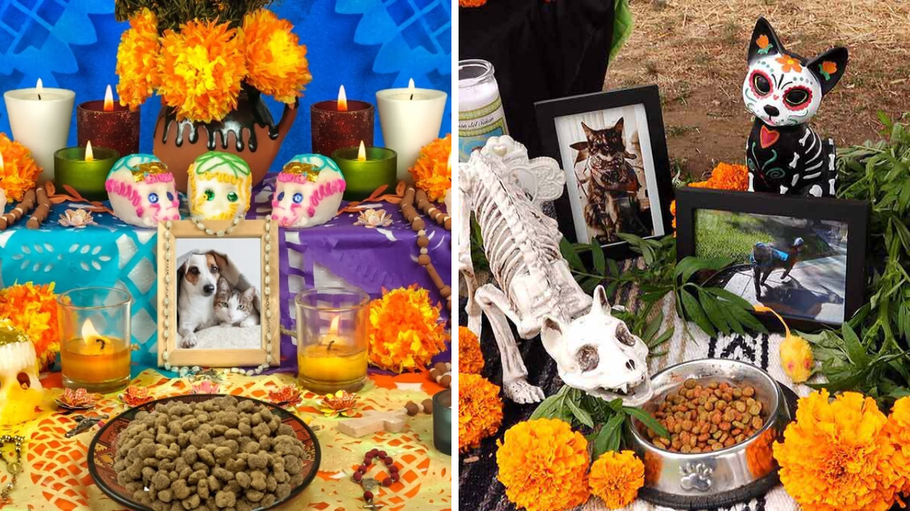 Altares de mascotas con sus comidas favoritas 