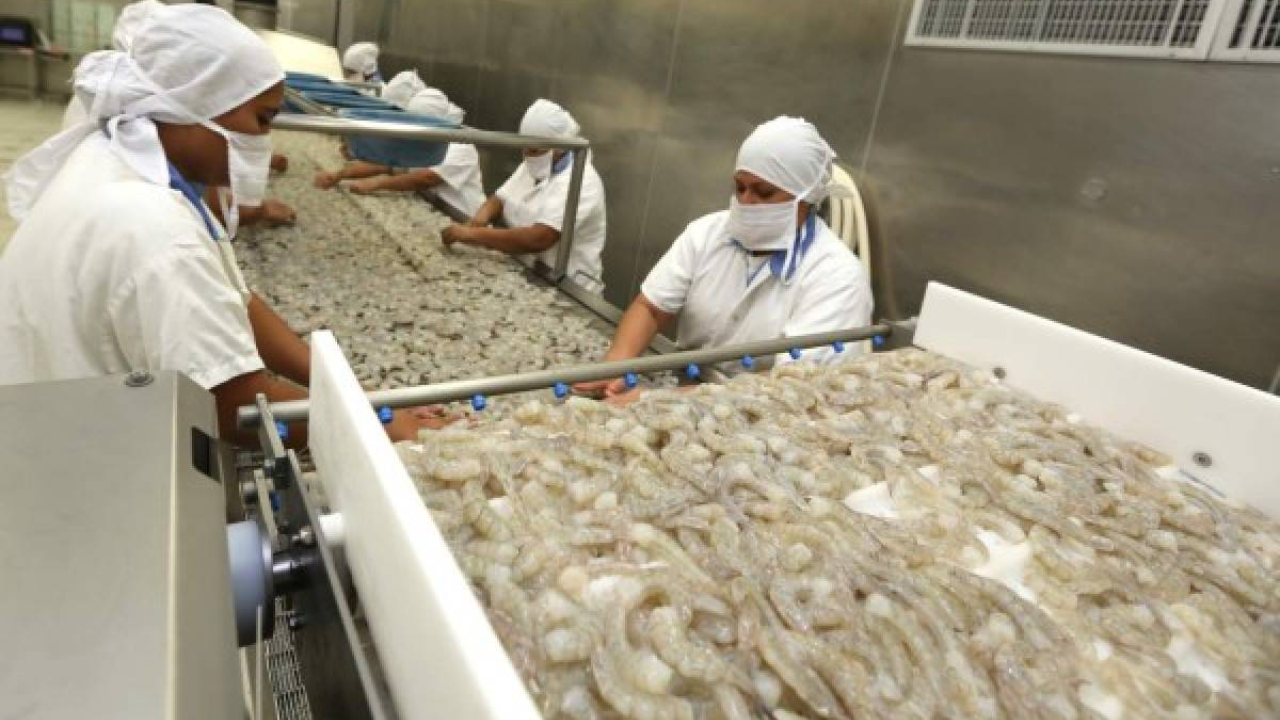 Bajos precios y fallido negocio con China agrava crisis de camaroneros hondureños Imagen de Bajos precios y fallido negocio con China agrava crisis de camaroneros hondureños
