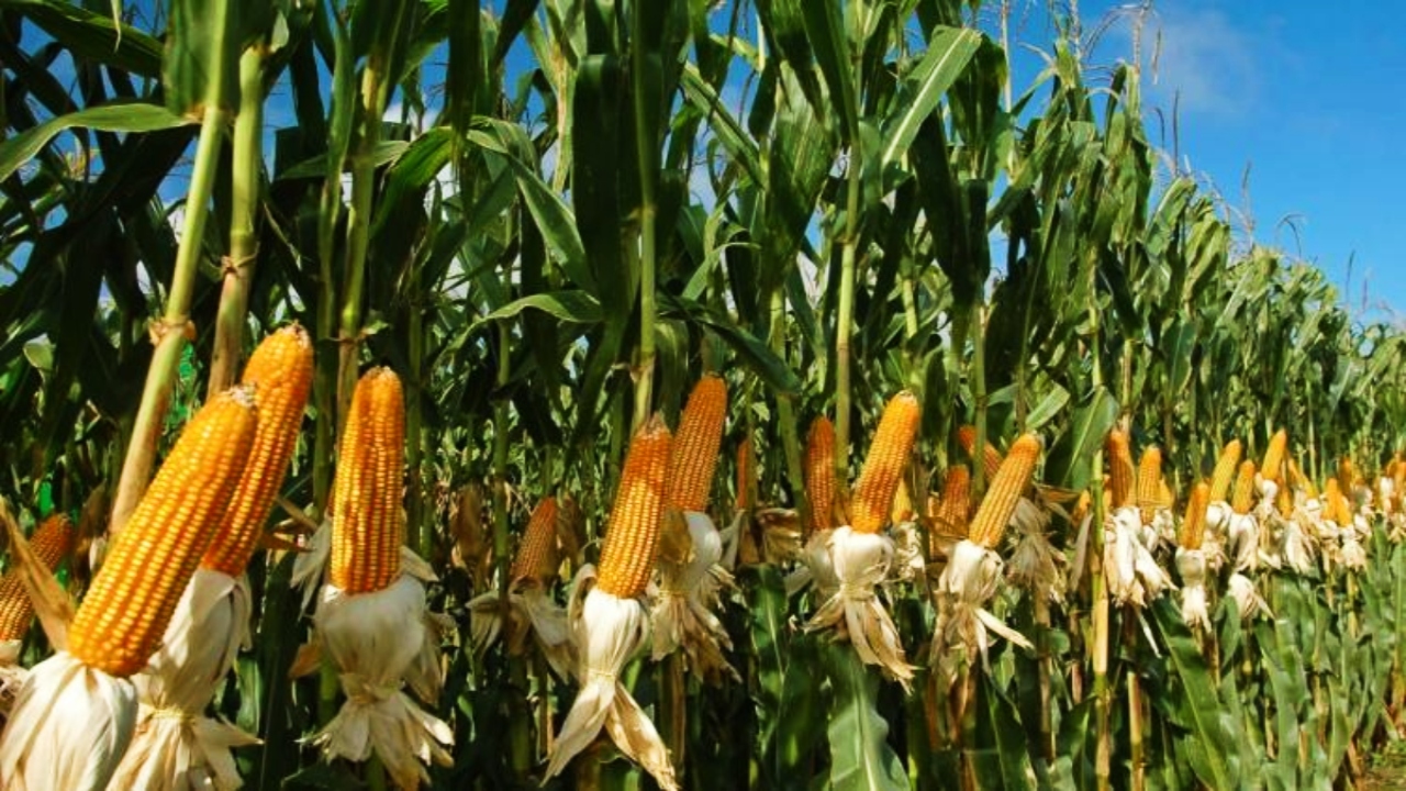 Imagen de Cosecha récord de maíz no frena crisis alimentaria en Honduras, según la FAO