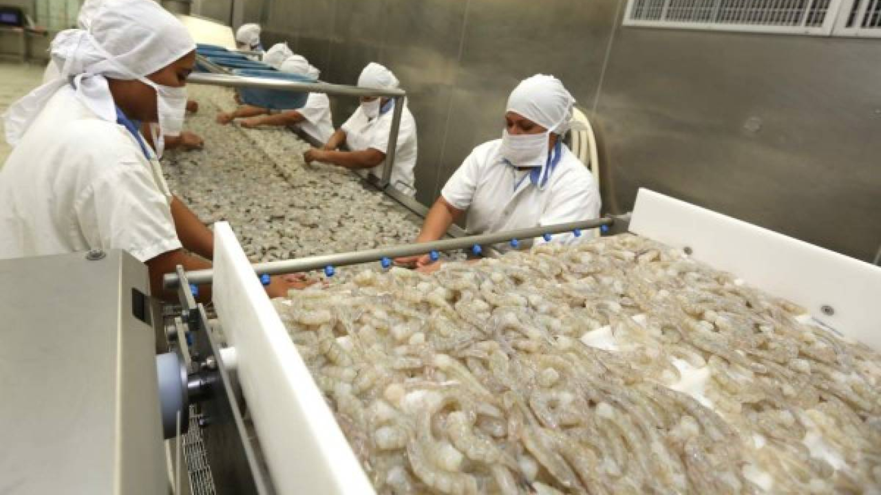 Pequeños productores de camarón lamentan caída libre del rubro por falta de mercados Imagen de Pequeños productores de camarón lamentan caída libre del rubro por falta de mercados