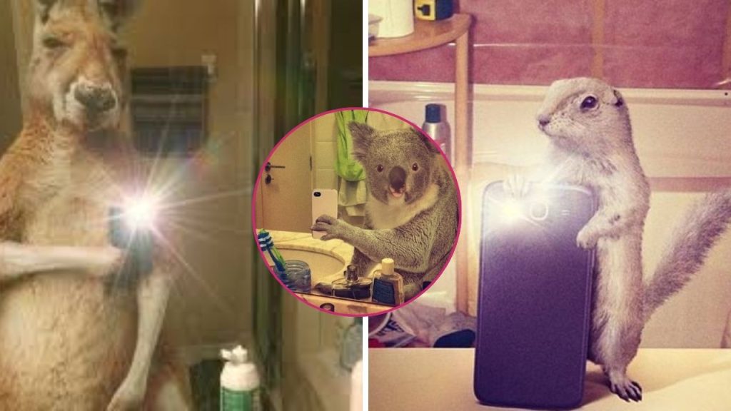 A la izquierda, un canguro tomándose una foto; a la derecha, una ardilla