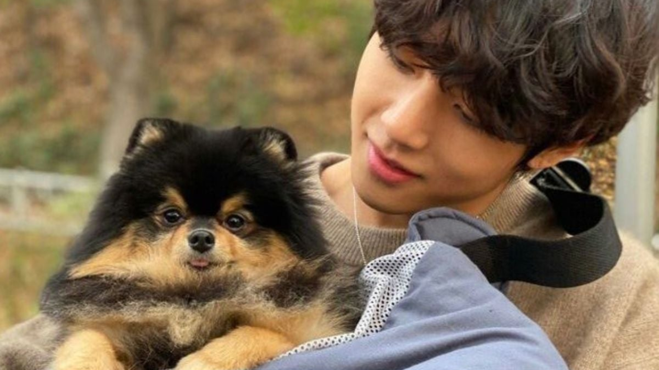 Yeontan la mascota de Taehyung de BTS: quién era y conoce su historia de amor incondicional Imagen de Yeontan la mascota de Taehyung de BTS: quién era y conoce su historia de amor incondicional