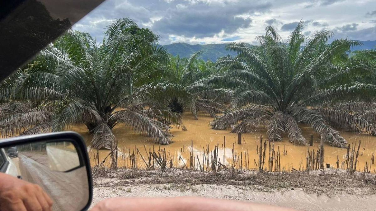 Imagen de Un mes después, pérdidas incuantificables en cultivos deja Sara a su paso por Colón