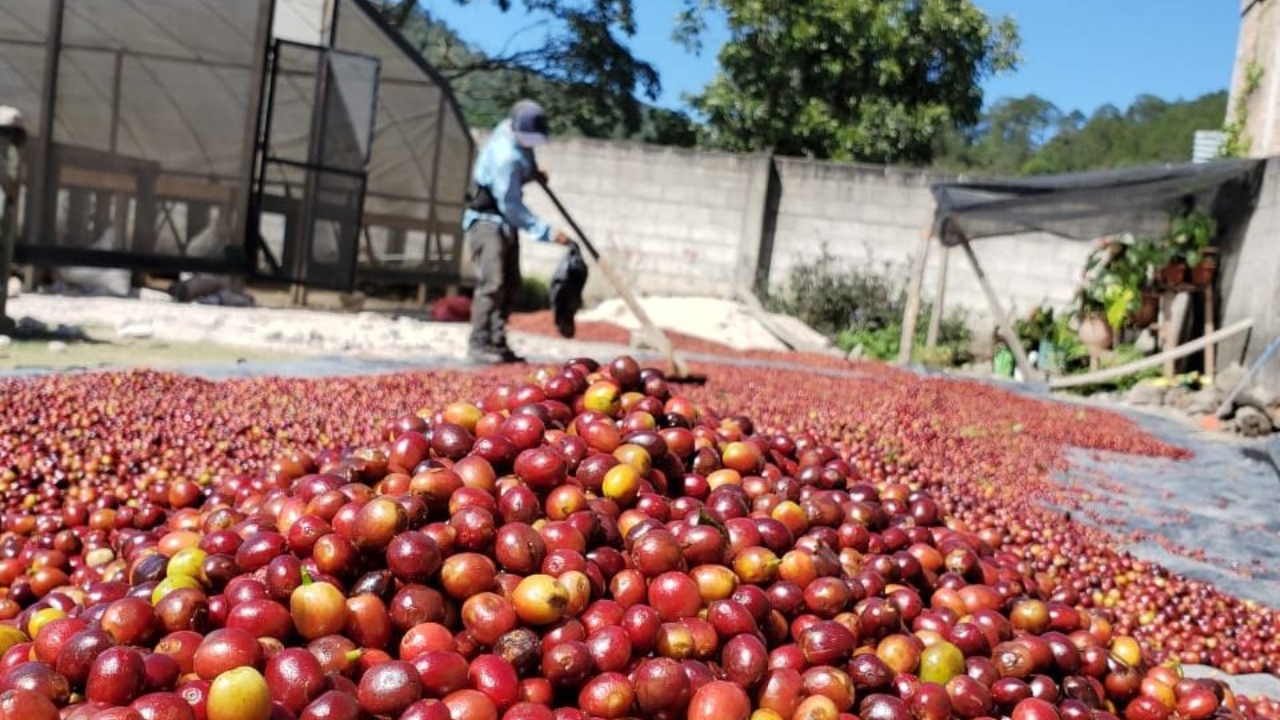 Honduras exportará 10,000 toneladas de café a China en 2025, según la SAG Imagen de Honduras exportará 10,000 toneladas de café a China en 2025, según la SAG