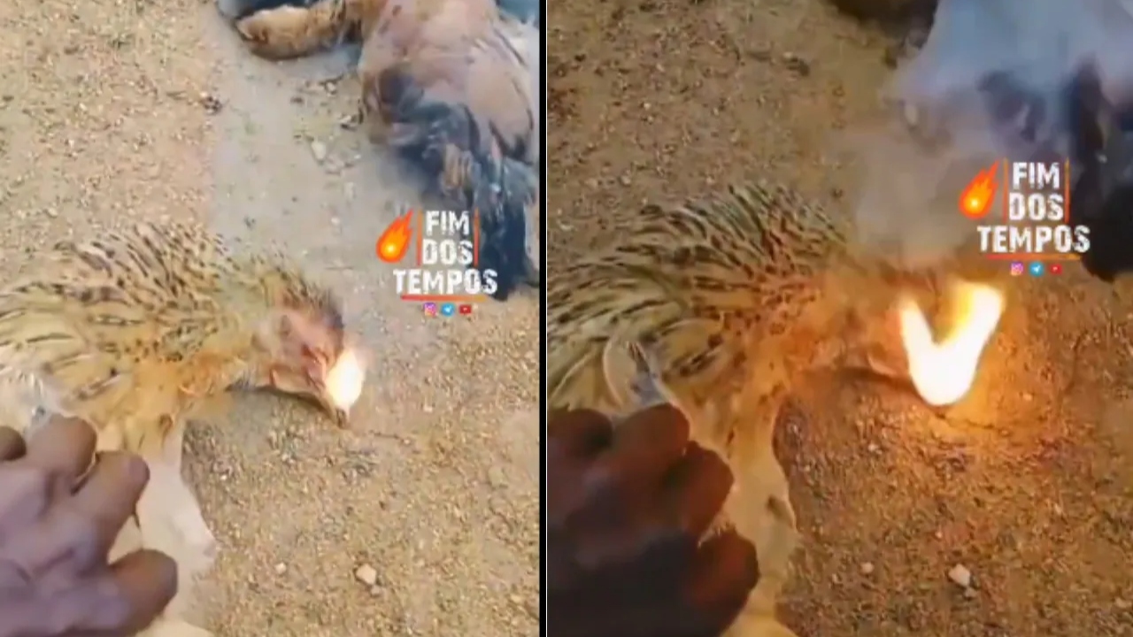 Muerte de gallinas genera pánico en pueblo; emiten fuego por el pico Imagen de Muerte de gallinas genera pánico en pueblo; emiten fuego por el pico