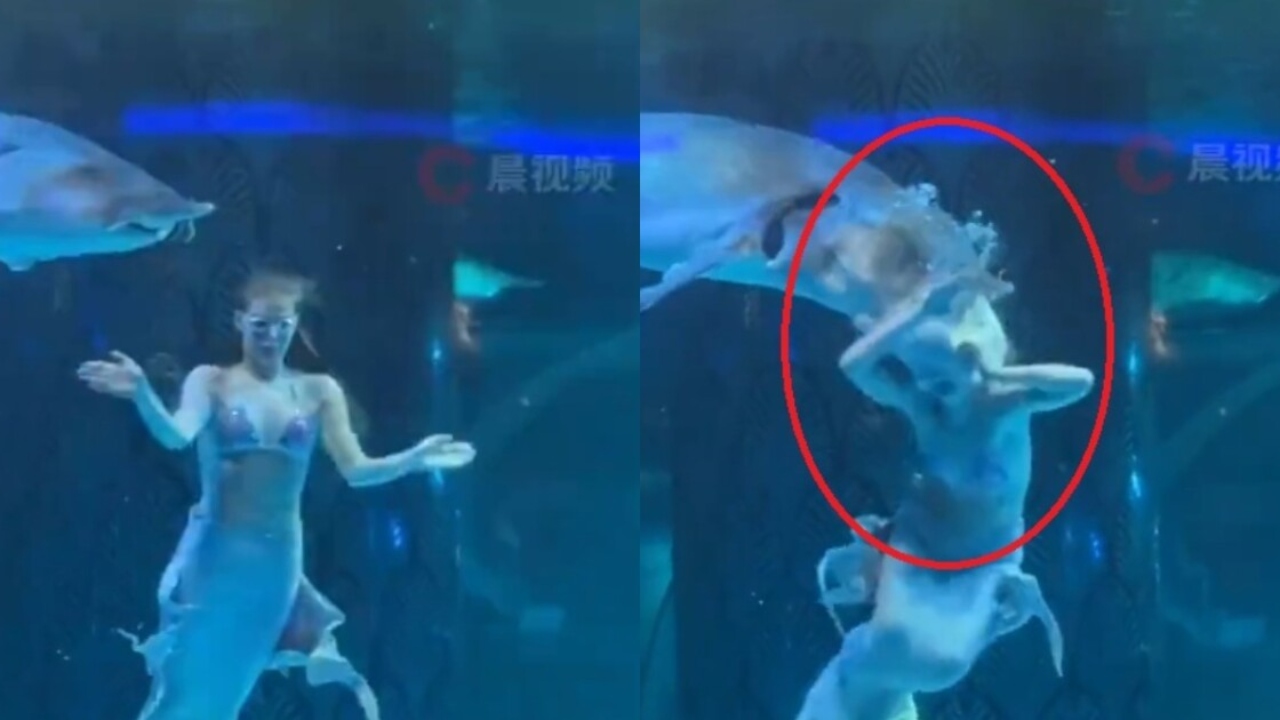 VIDEO: Pez gigante ataca y muerde la cabeza de una 'sirena' en acuario Imagen de VIDEO: Pez gigante ataca y muerde la cabeza de una 'sirena' en acuario
