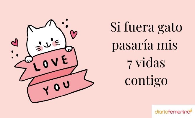 Un gato en un fondo rosado