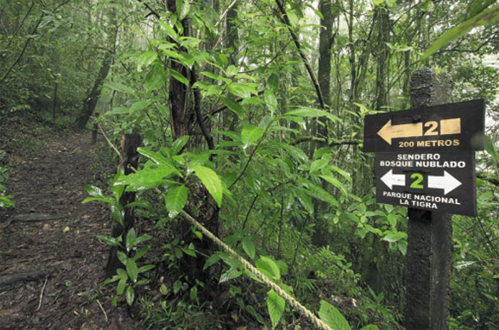 senderos en un bosque nublado señalizado