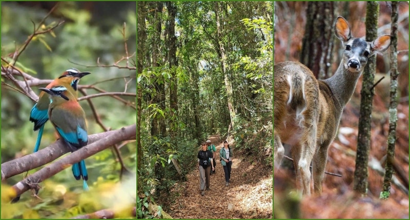 La Tigra flora y fauna de Honduras.