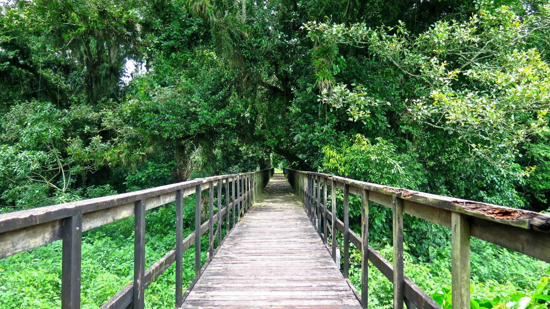 Puente de madera Los Naranjos Honduras