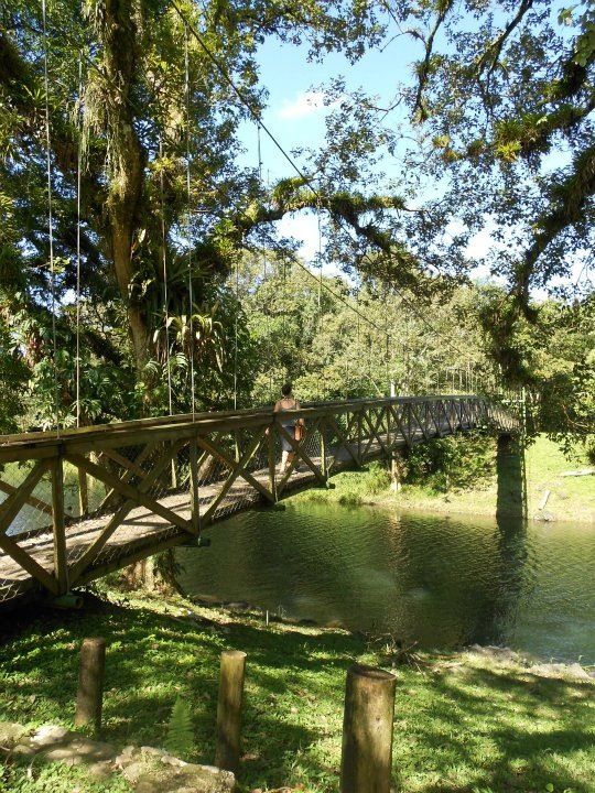 Bosques y un puente.