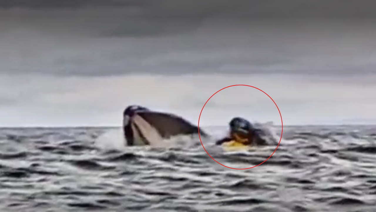 VIDEO: Así fue el momento exacto en que un joven es tragado por una ballena Imagen de VIDEO: Así fue el momento exacto en que un joven es tragado por una ballena