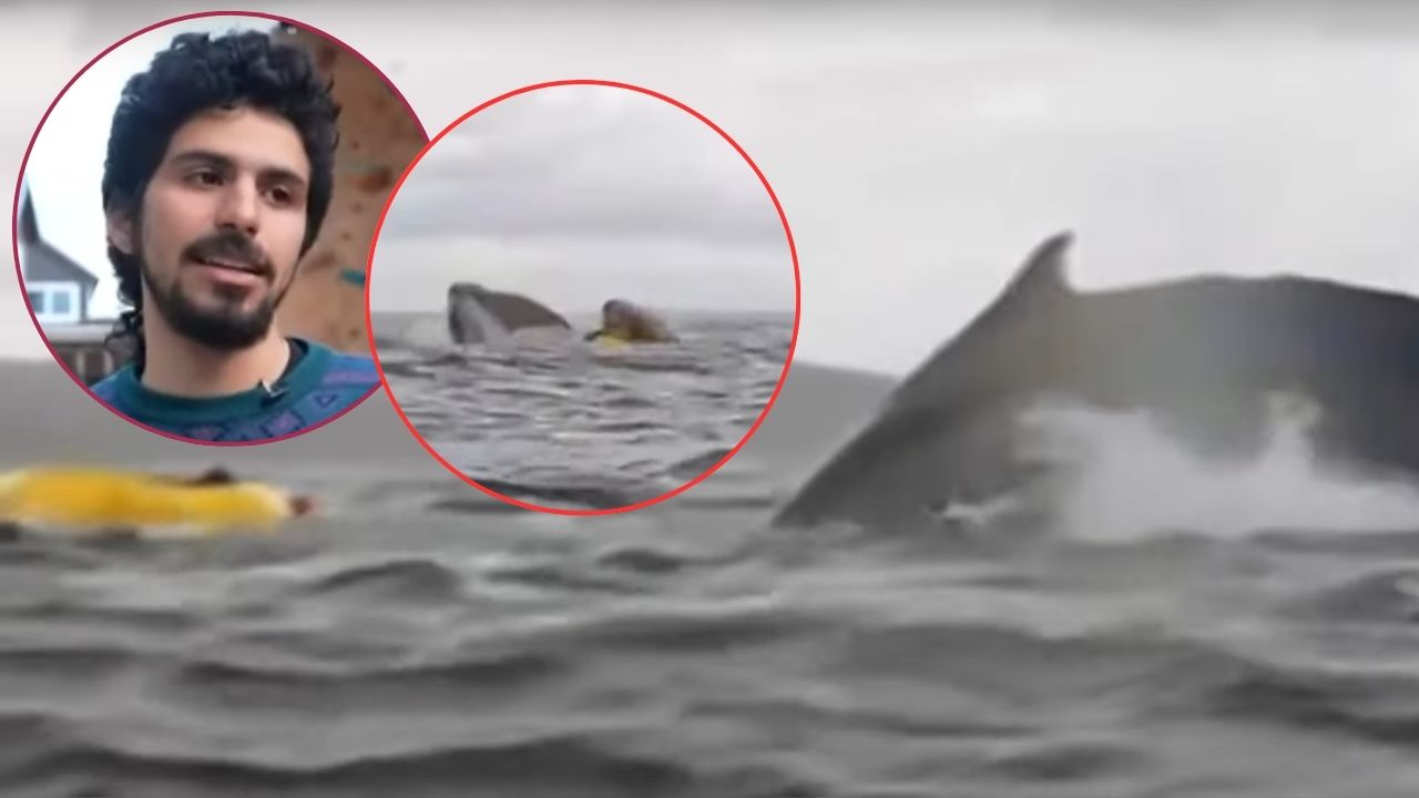 Imagen de 'Pensé que había muerto': joven fue 'tragado y expulsado' por una ballena