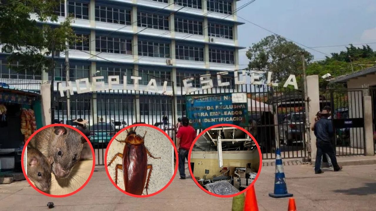 Entre plagas y abandono, el Hospital Escuela está cada vez más cerca de colapsar: Suyapa Figueroa Imagen de Entre plagas y abandono, el Hospital Escuela está cada vez más cerca de colapsar: Suyapa Figueroa