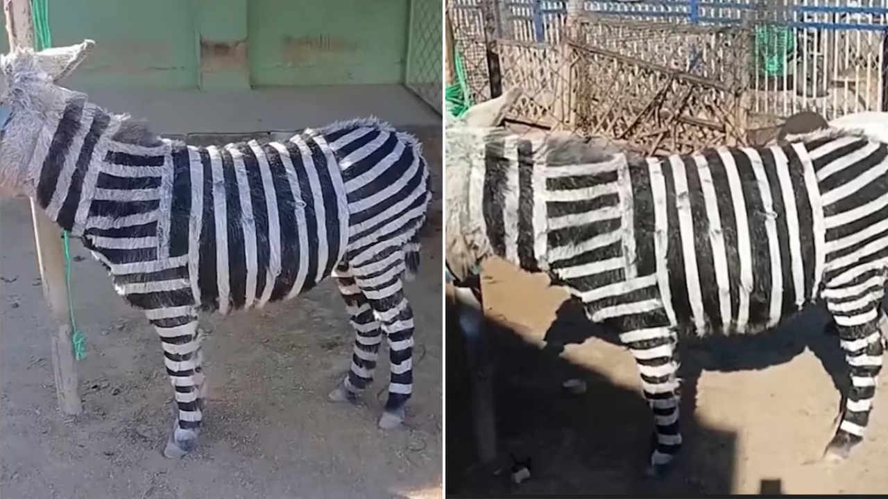 Imagen de Polémica en zoológico por pintar burros con rayas para simular cebras