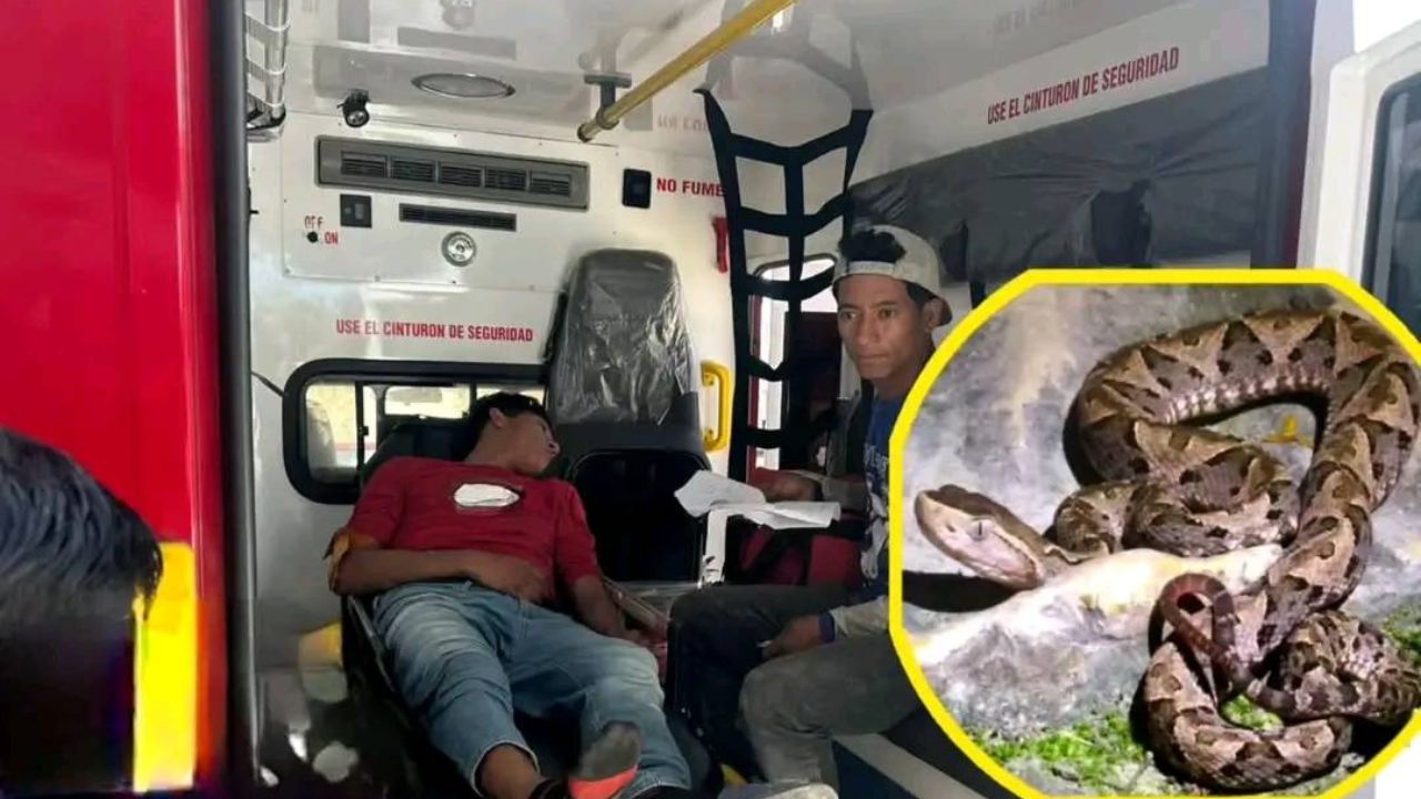 Imagen de Hondureño es mordido por una serpiente barba amarilla cuando chapeaba en Comayagua; este es su estado