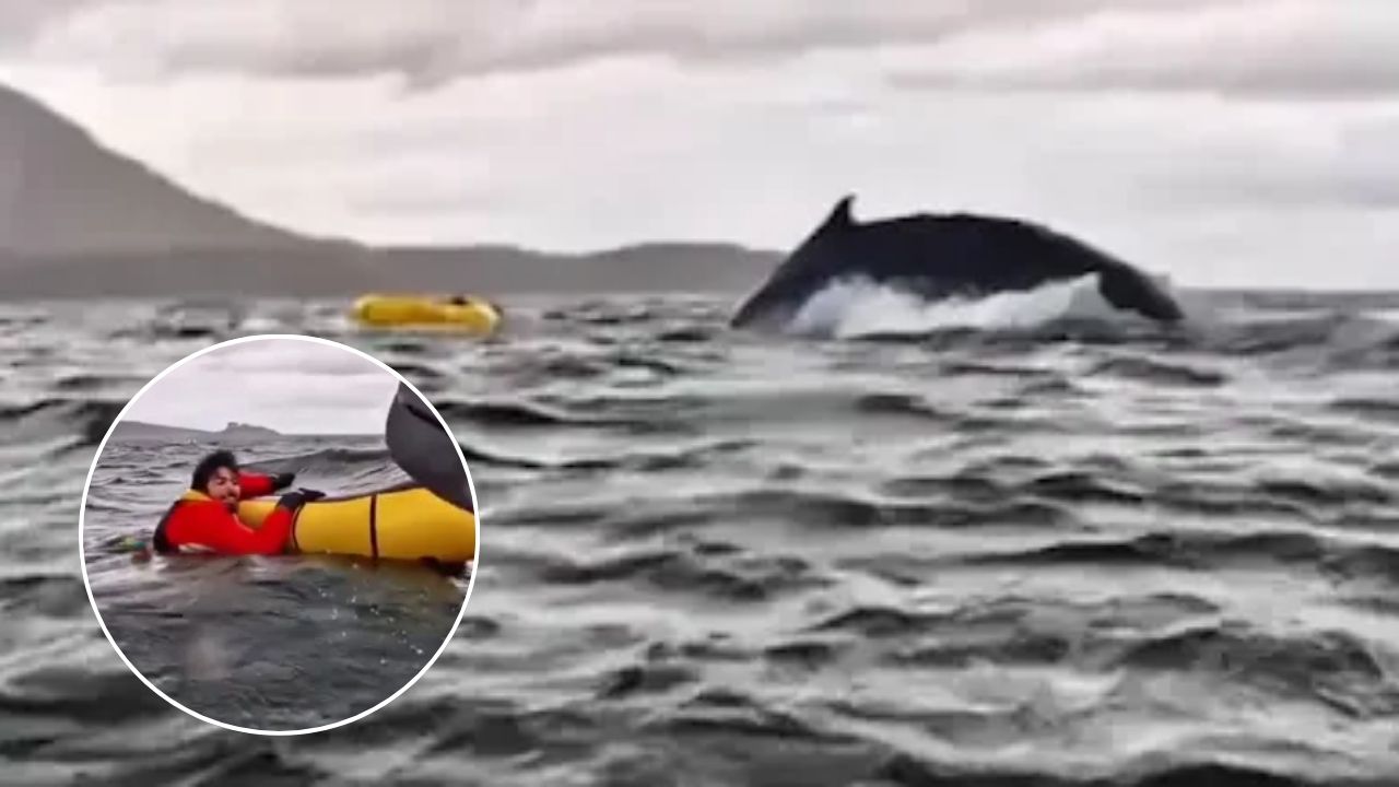 Video ballena kayak: clip completo de cómo traga y escupe a un joven Imagen de Video ballena kayak: clip completo de cómo traga y escupe a un joven