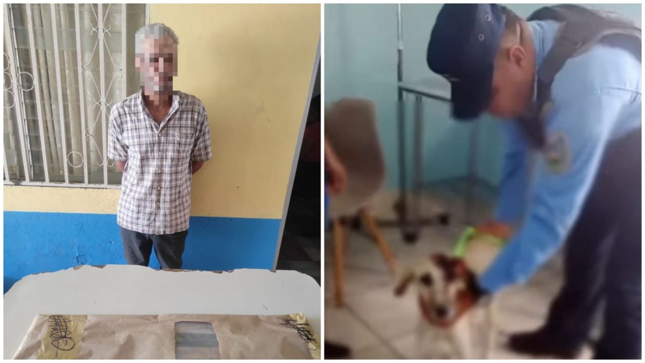 Detienen a hombre por herir a perrita mientras estaba defendiendo a su dueña Imagen de Detienen a hombre por herir a perrita mientras estaba defendiendo a su dueña