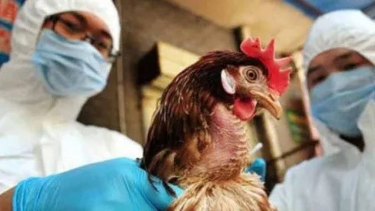 México confirma un primer caso humano de gripe aviar Imagen de México confirma un primer caso humano de gripe aviar