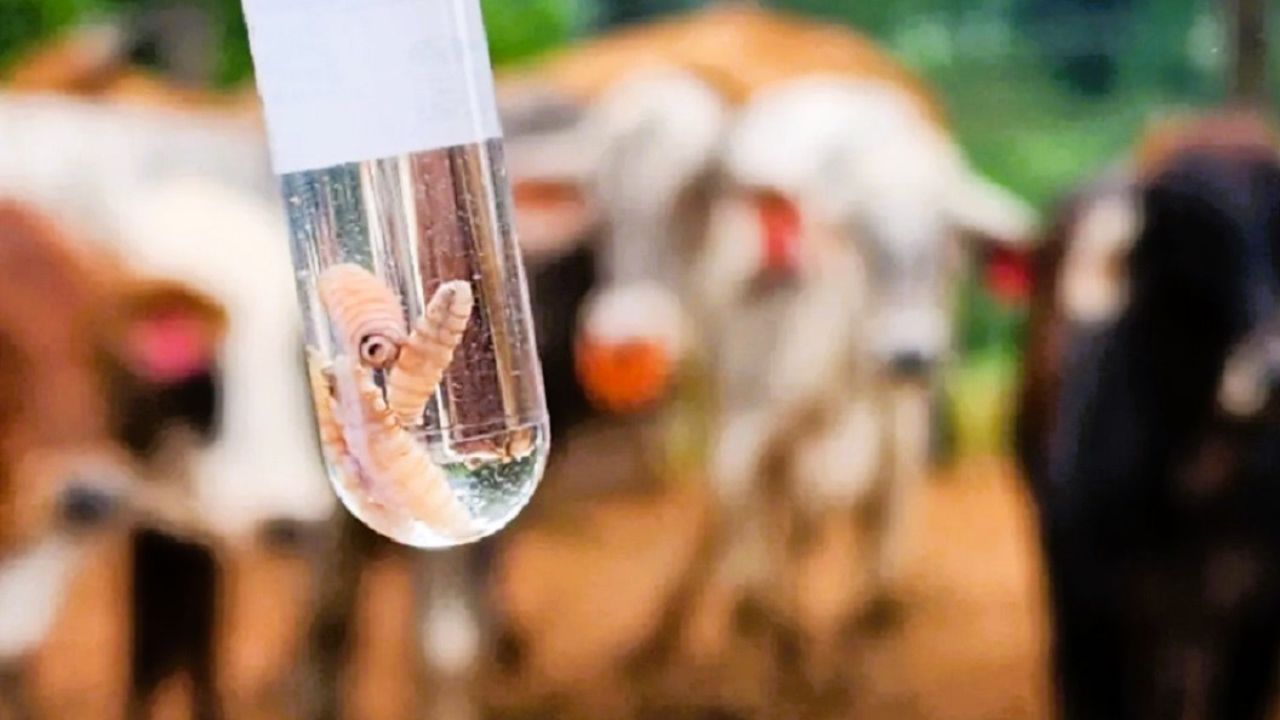 Honduras reporta 1.207 casos de gusano barrenador en animales y 15 en humanos Imagen de Honduras reporta 1.207 casos de gusano barrenador en animales y 15 en humanos