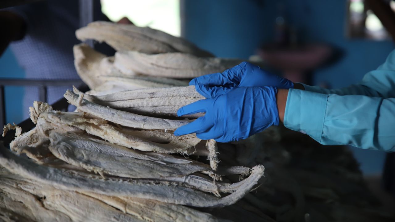 'Hasta con ratoncito disecado': decomisan pescado seco en mercados de Honduras Imagen de 'Hasta con ratoncito disecado': decomisan pescado seco en mercados de Honduras