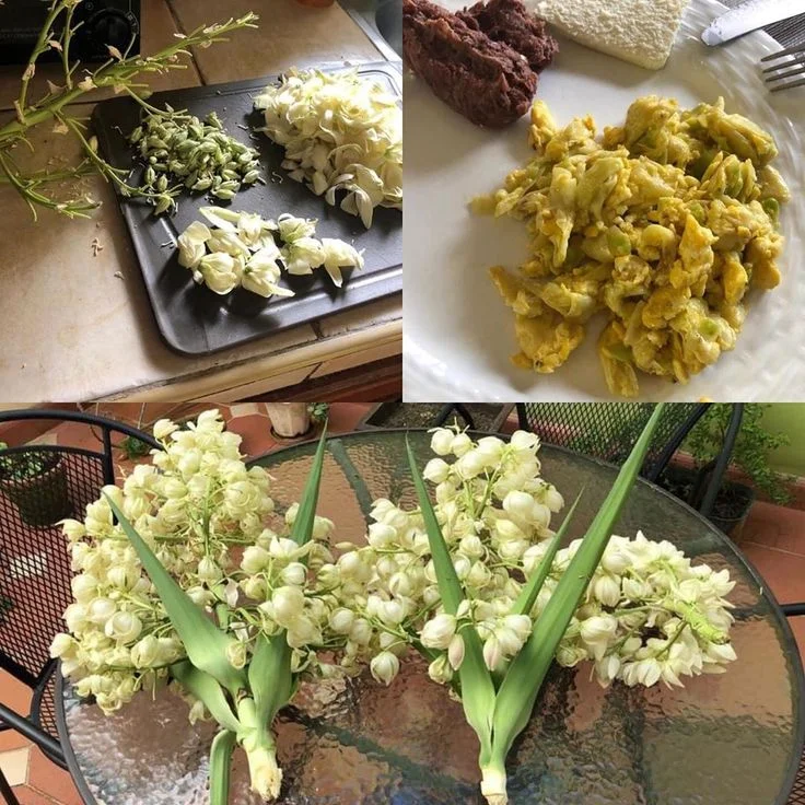 plantas de flor de izote