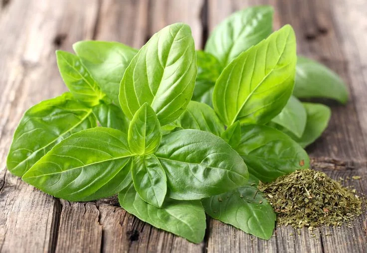 hojas de albahaca10 plantas medicinales de Honduras