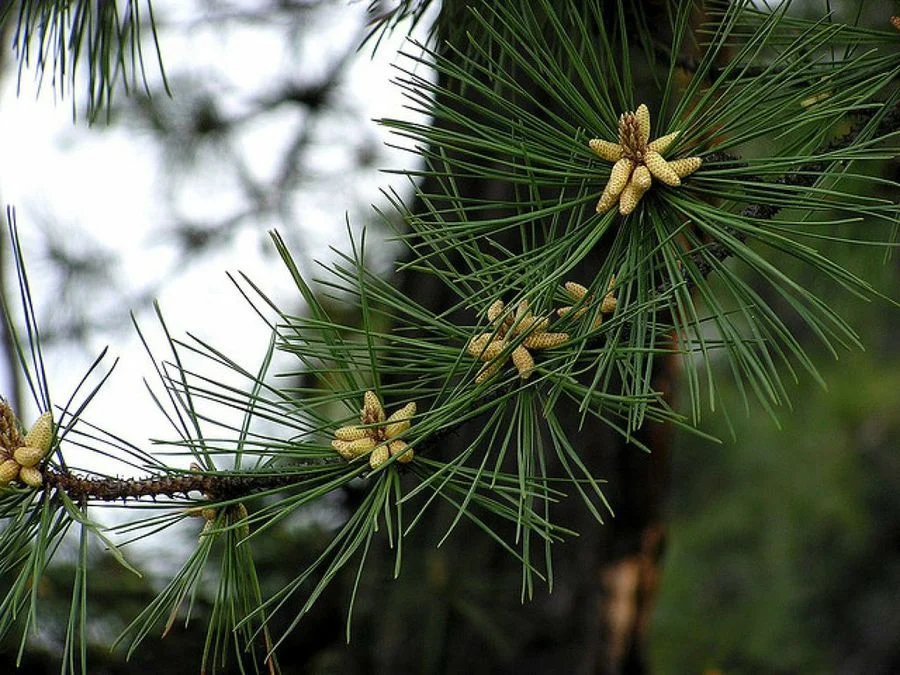 árbol nacional. 30 de mayo Día del Árbol en Honduras.