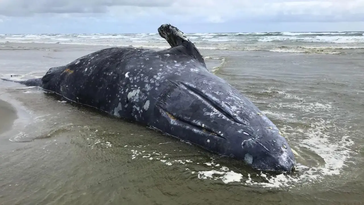 Ballena grises muertas en méxico