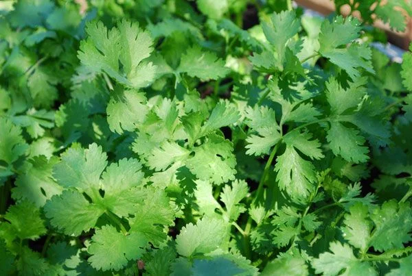cilantro 10 plantas medicinales de Honduras
