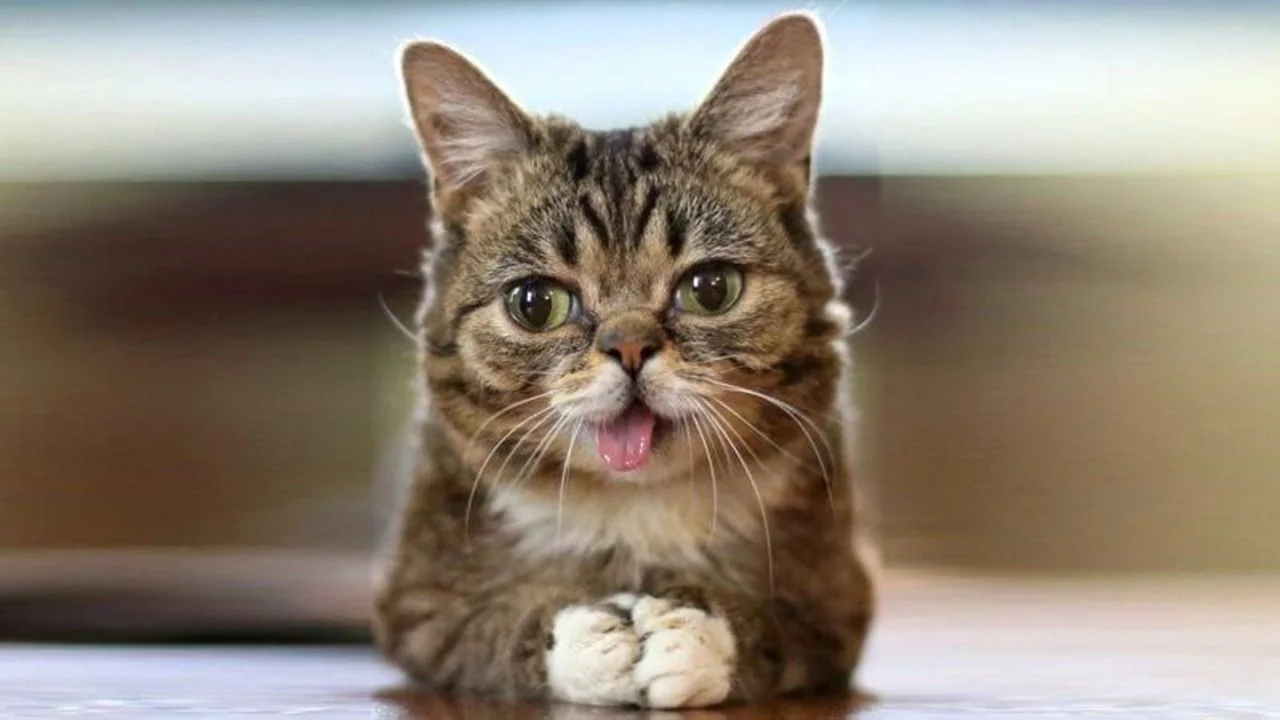 Imagen de ¿Gatos con síndrome de Down?, síntomas y todo sobre esta condición genética