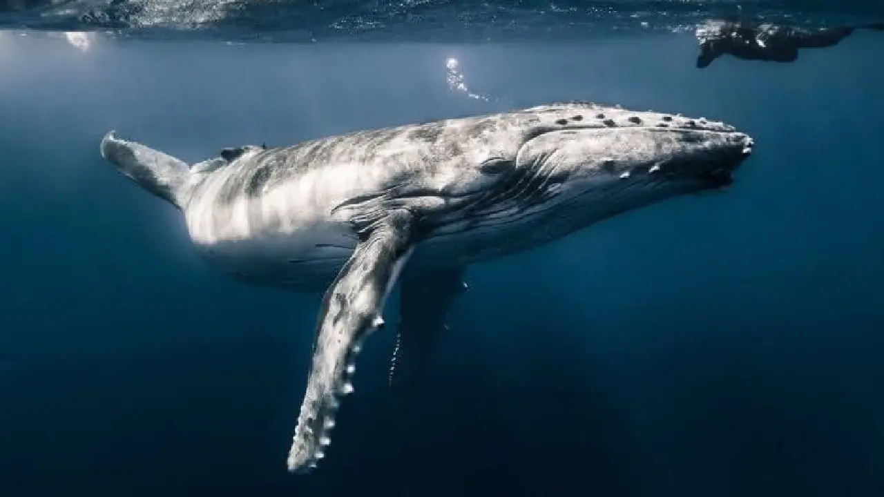 México registra 91 ballenas grises muertas en 2025: la cifra más alta desde 2020 Imagen de México registra 91 ballenas grises muertas en 2025: la cifra más alta desde 2020